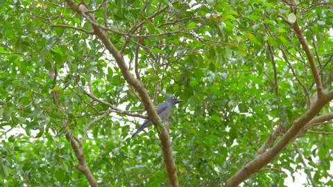 Bar Bellied Cuckooshrike Grey Bird On Tree Branch Swaying In Wind Stock Footage