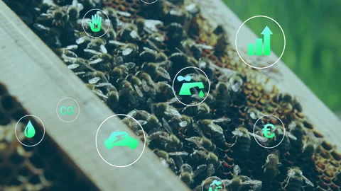 Bar chart icon appearing pulsing icons around honeycomb and bees visualizing 스톡 동영상 313094537