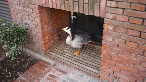 Bar-headed duck in the nest Stock Footage 154750259