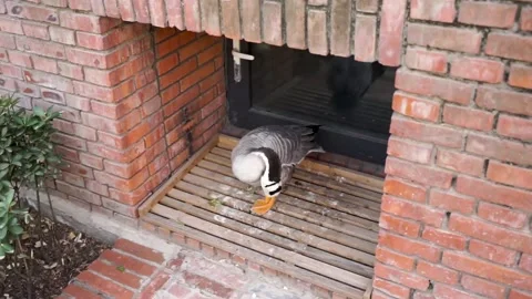 Bar-headed duck in the nest 動画素材 154750295