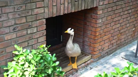 Bar-headed duck in the nest Video stock 154751529