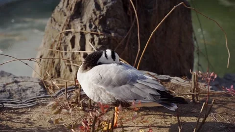 Bar-headed ducks resting on the shore to bask in the sun Stock Footage 154749545