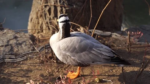 Bar-headed ducks resting on the shore to bask in the sun Stock Footage 154749882