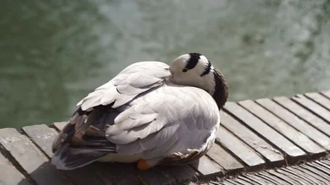 Bar-headed ducks resting on the shore to bask in the sun 스톡 동영상 154750215