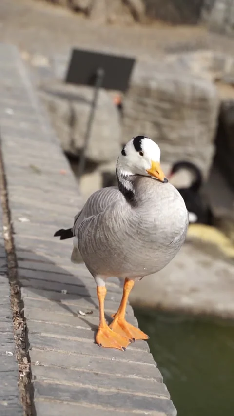 Bar-headed ducks resting on the shore to bask in the sun Stock Footage 154750254