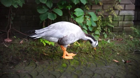 Bar-headed ducks walking outdoors to graze Stock Footage 163283255
