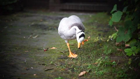 Bar-headed ducks walking outdoors to graze Stock Footage 163283356