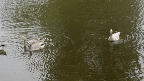 Bar-headed geese and ducks are foraging on the water surface Stock Footage 305800872