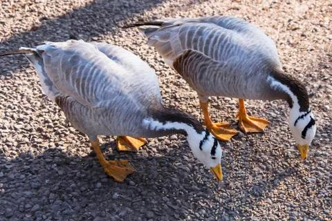 Bar-Headed Geese (Anser Indicus) pecking at the ground, FOTA Wildlife Park Stock Photos