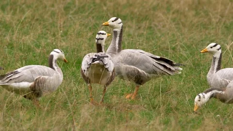 Bar-headed goose (Anser indicus) Video stock 80175009