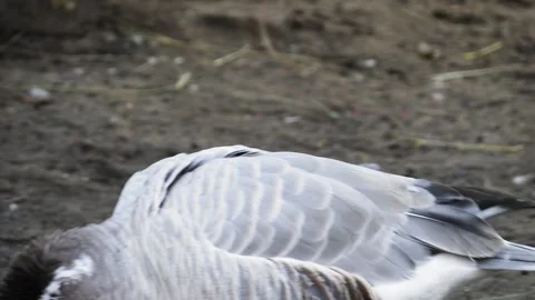 Bar-headed goose (Anser indicus) Video stock 174908339