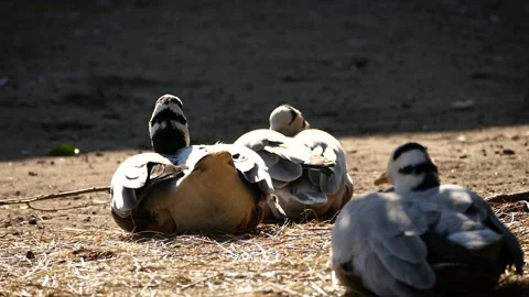 Bar-headed goose (Anser indicus) Stock Footage 175486973