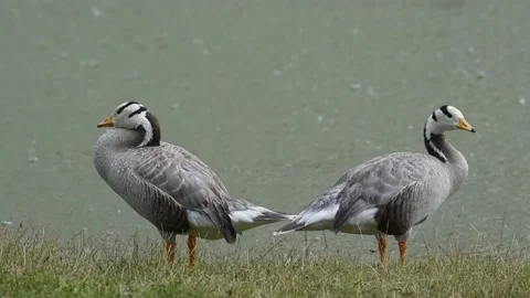 Bar-headed Goose, Anser indicus Two birds on the lake shore Stock-Footage 219430109