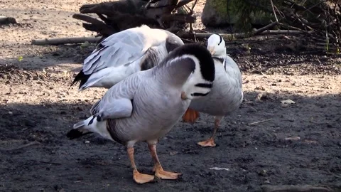 Bar-headed goose (Anser indicus) Stock Footage 250299526