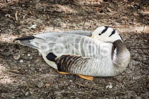 Bar-headed goose (Anser indicus), animal scene Stock Photos