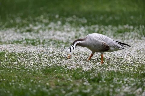  Bar-headed goose Bar-headed goose or tiger goose in a park in Paris Franc... Stock-Fotos
