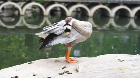 Bar-headed goose combing feathers on the shore Stock Footage 144232835