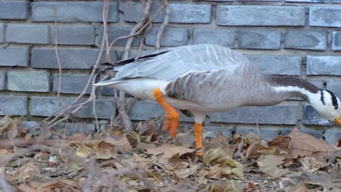 Bar-headed goose ducks looking for food on the park grounds Stock Footage 228815525