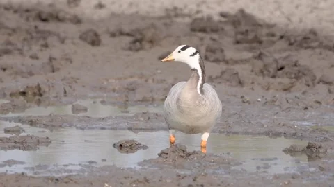 Bar-headed goose foraging and preening together during their migration to India Stock Footage 311173413