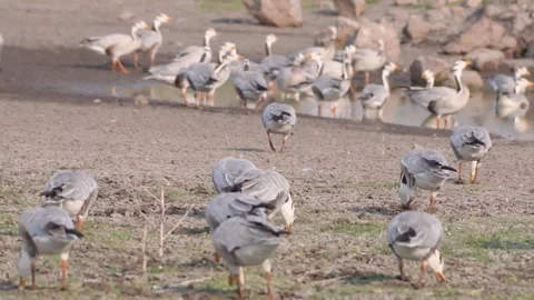 Bar-headed goose peacefully feeding on a field in India Stock Footage 310929802