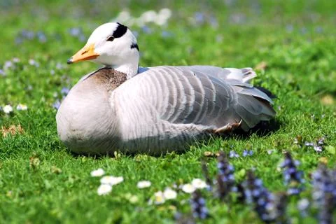 Bar-headed Goose Stock Photos