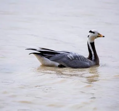 Bar- headed goose Fotos de archivo