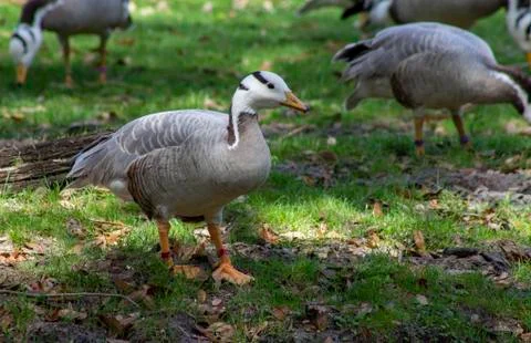 Bar headed goose Foto stock