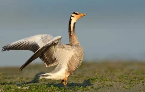 Bar-headed goose Foto stock