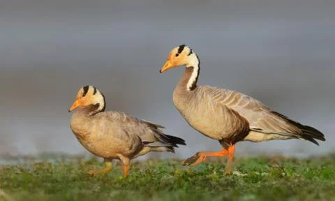 Bar-headed goose Stock Photos