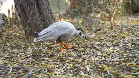 Bar-headed goose walking on fallen leaves foraging Stock Footage 144233205