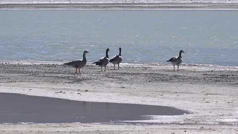 Bar-headed gooses flying and relaxing on shore of Tso Kar salt lake, zooming out Stock Footage 115082811
