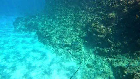 Bar Jack fish swimming among the rock and coral reef at Turtle Reef Stock Footage 237140522