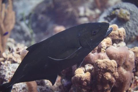 Bar Jack Stock Photos