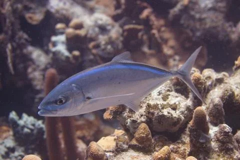 Bar Jack Stock Photos