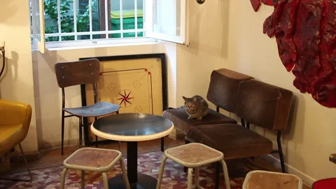 Bar Lounge Seating Area Reveal Shot from Defocus with Cat Sitting on Chair Stock Footage 346603014