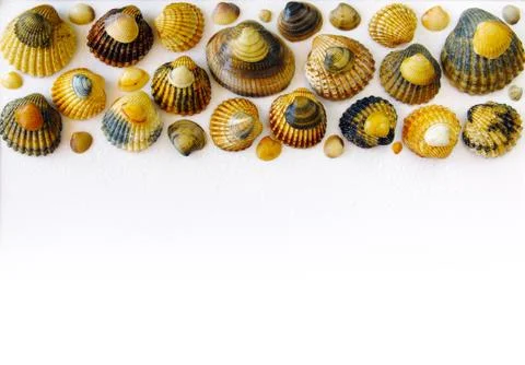 Bar of shells Stock Photos