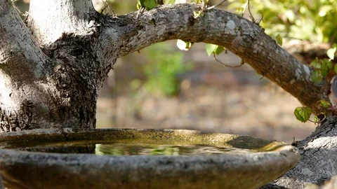Bar-shouldered Dove bird drinks water from bird bath, fixed close up. Vidéo 121759788