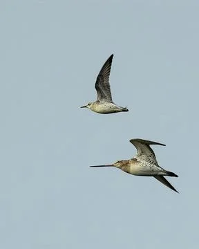 Bar tailed godwit and knot in flight off Bull Island, Dublin, Ireland Stock Photos