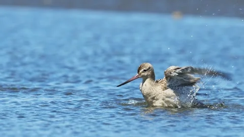 A bar-tailed godwit bathing (slow motion) Vidéo 346460092