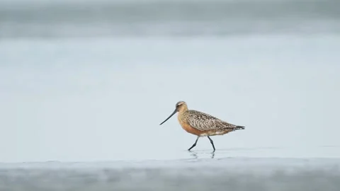 Bar-tailed Godwit in breeding plumage taking off (slow motion) Stock Footage 338172920