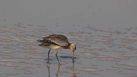 A Bar Tailed Godwit feeding at a stopover on its long migration Stock Footage 259853585