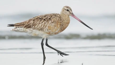 Bar-tailed Godwit foraging in japan Stock Footage 342024015