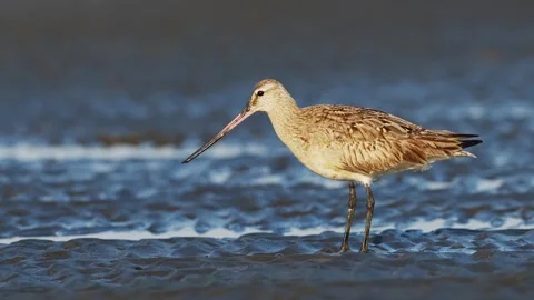 A Bar-tailed Godwit foraging on the mudflat (slow motion) 動画素材 344953900