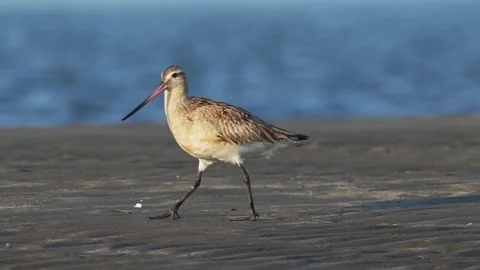 A Bar-tailed Godwit foraging on the mudflat (slow motion) Stock Footage 344953901