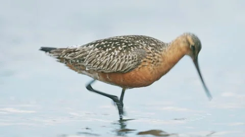 Bar-tailed Godwit foraging (slow motion) Stock Footage 338172536