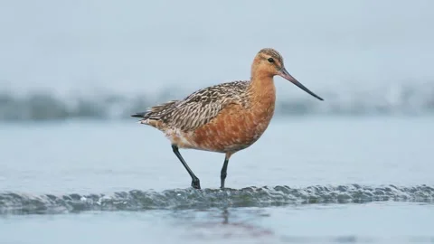 Bar-tailed Godwit foraging (slow motion) Stock Footage 338172603