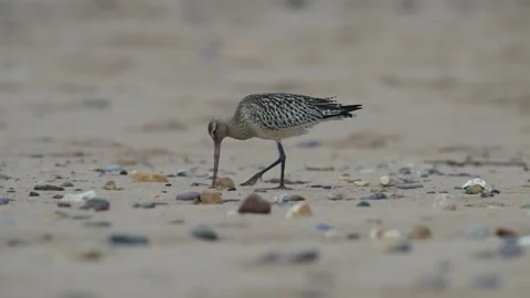 Bar-tailed Godwit, Limosa lapponica, bird feeding on the beach at low tide Stock Footage 250207875