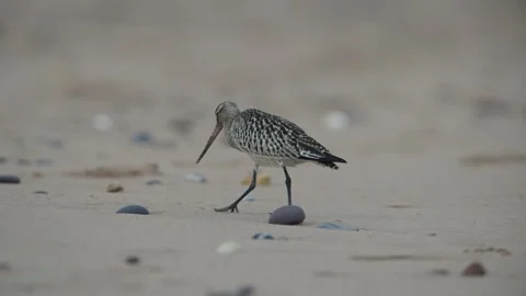 Bar-tailed Godwit, Limosa lapponica, bird feeding on the beach at low tide Stock Footage 250207951