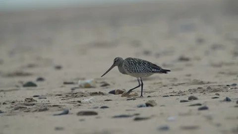 Bar-tailed Godwit, Limosa lapponica, bird feeding on the beach at low tide Stock Footage 250208022