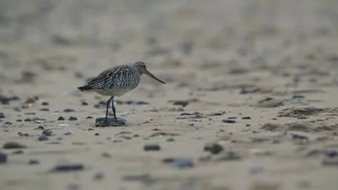 Bar-tailed Godwit, Limosa lapponica, bird feeding on the beach at low tide Stock Footage 250208032